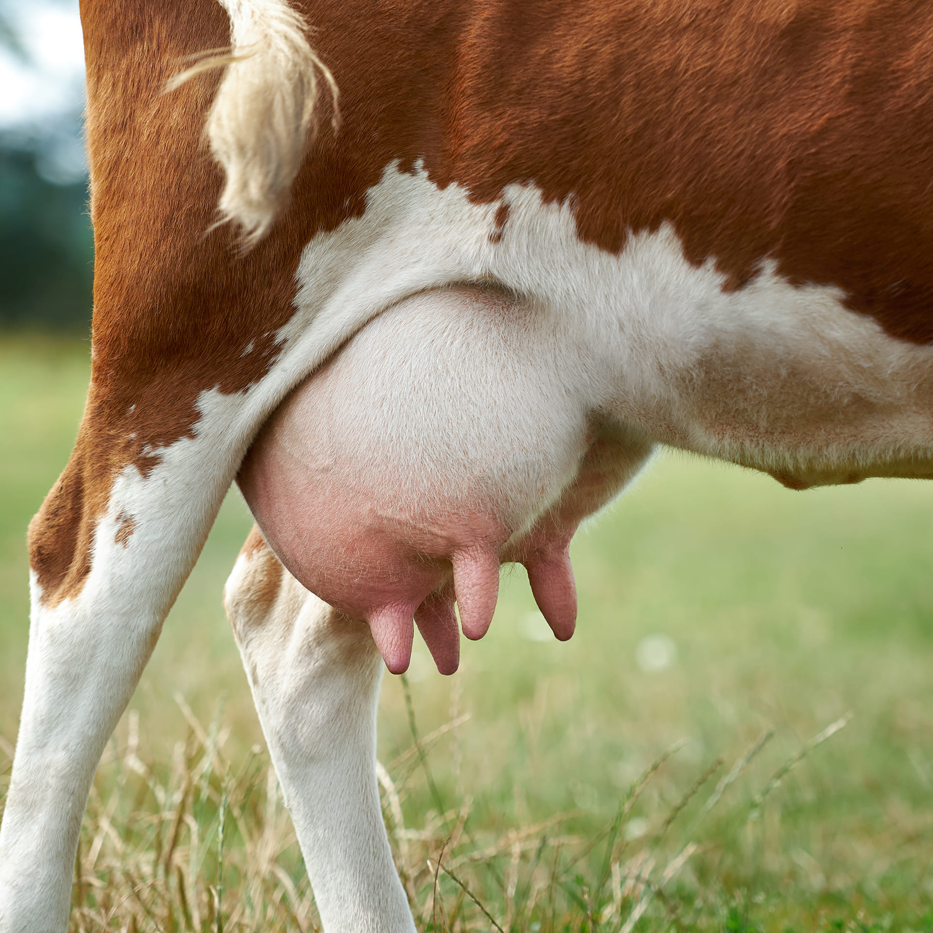 Post-milking cleaning