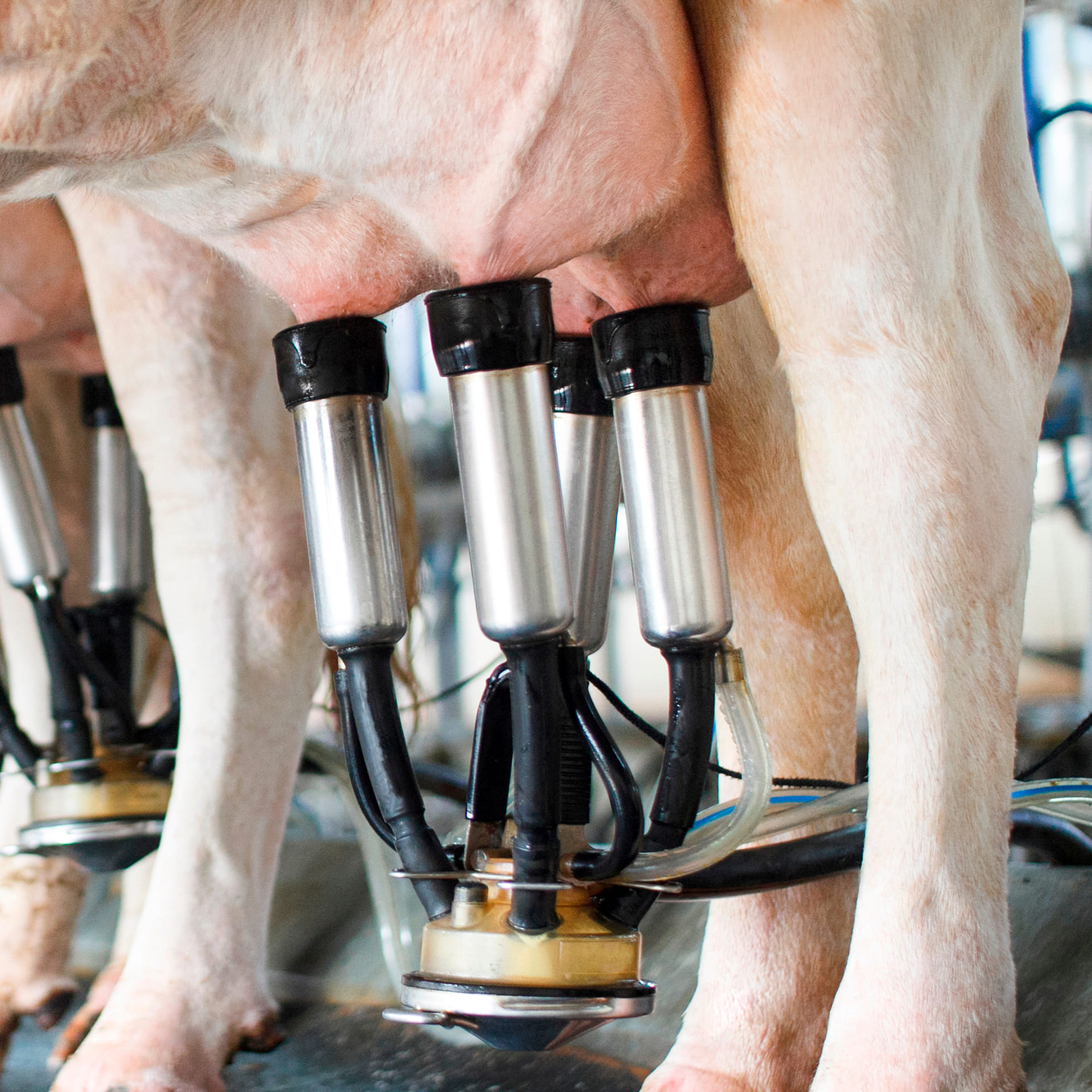 Milking Machine Sanitizers