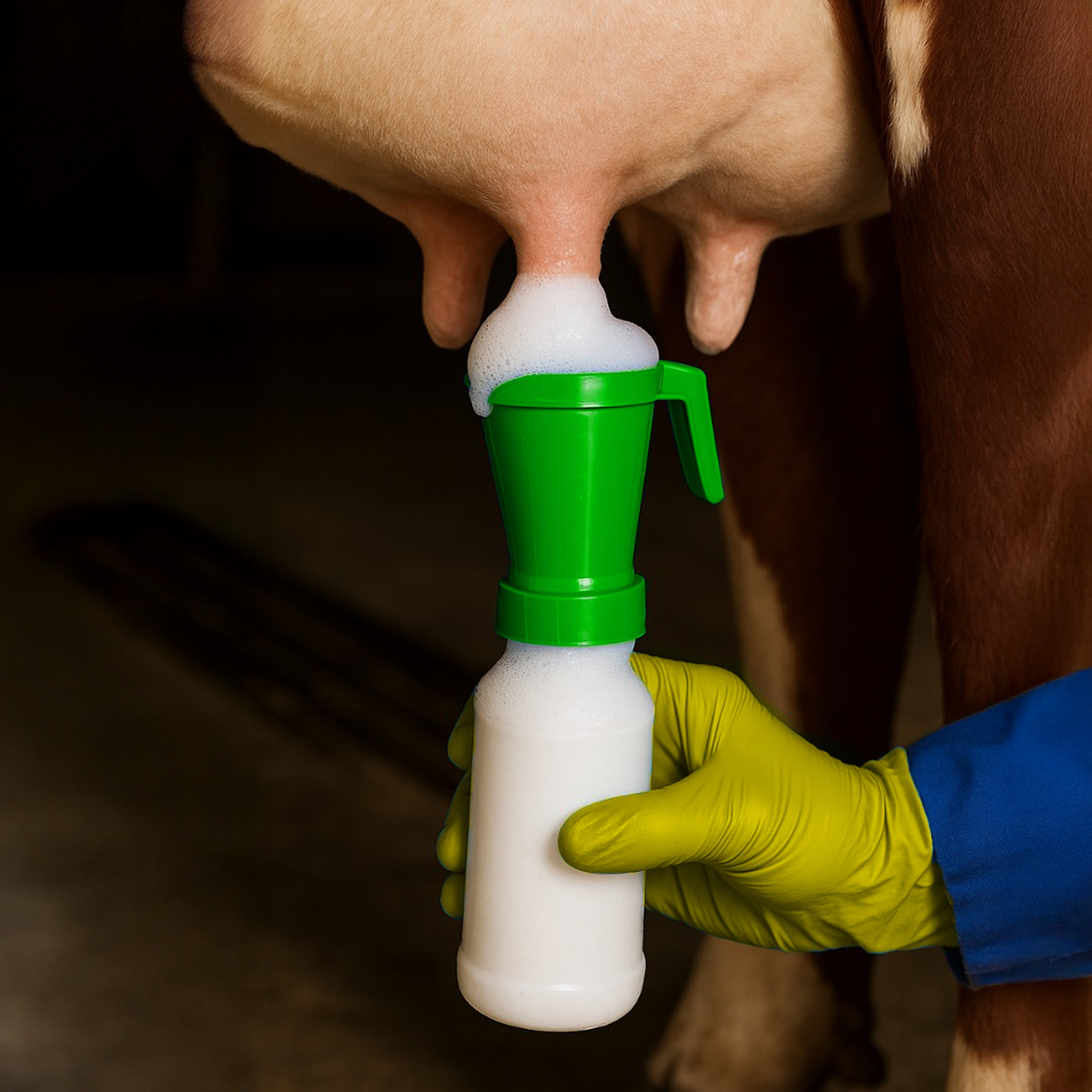 Pre-milking cleaning